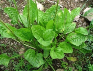 la piantaggine